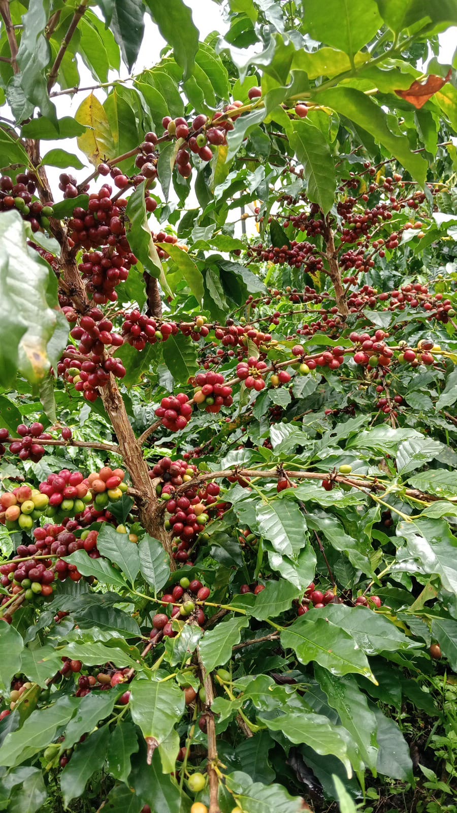 La Maria Medium Roast – Colombian Specialty Coffee | El Viajero