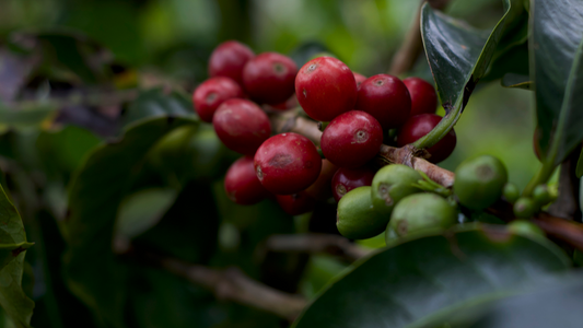 El Viajero Coffee: A Journey Towards a More Just and Sustainable World
